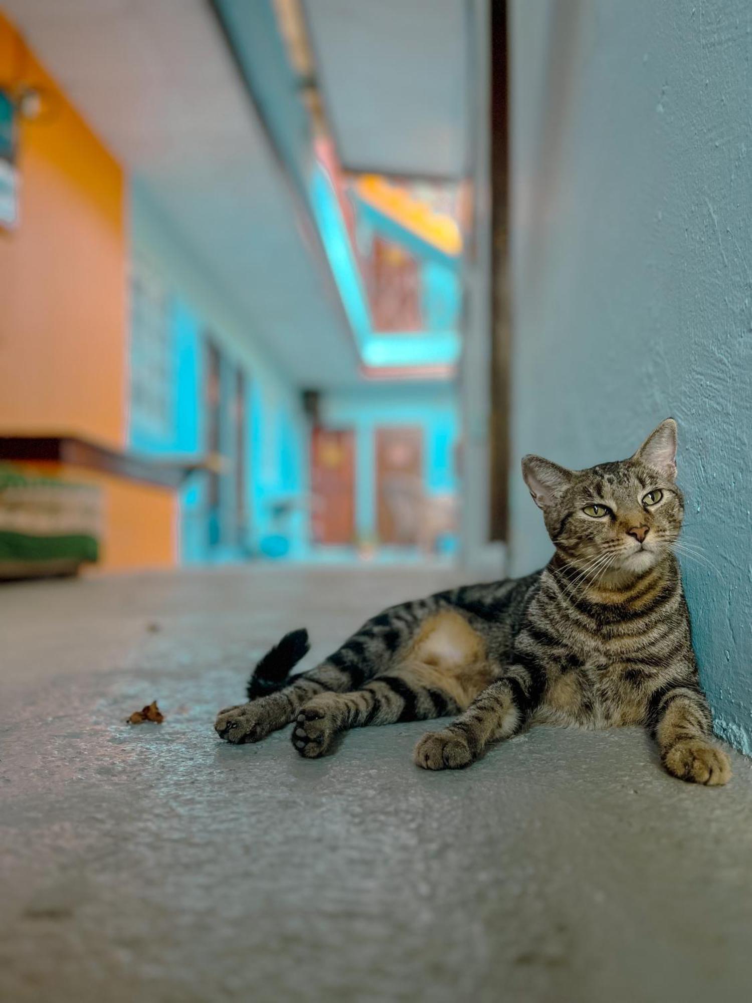 Surfari Bocas Pansiyon Bocas Town Dış mekan fotoğraf